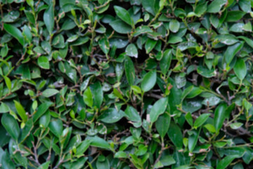 background of green leaves
