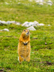 prairie dog in mongolia