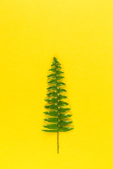 Minimalistic Christmas tree on yellow pastel trendy background. . Merry Christmas and Happy New Year greeting card with copy space. Winter holiday concept