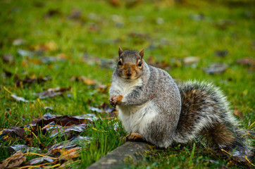 squirrel
