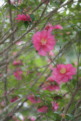 Obraz premium かわいい山茶花