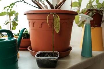 Green sprout. Indoor plants on the windowsill. Young mango