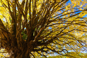 田辺市中辺路町 福定の大銀杏
