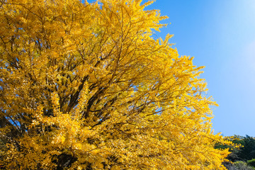 田辺市中辺路町 福定の大銀杏