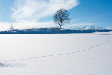 雪上の足跡と冬木立