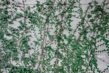 Leaf pattern of Coatbuttons, Mexican daisy plant