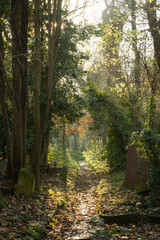 Cemetery: autumnal path