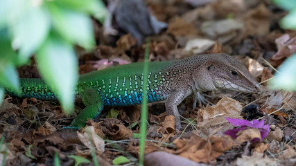 Ein Dschungel-Runner über einem Käfer in der Seitenansicht