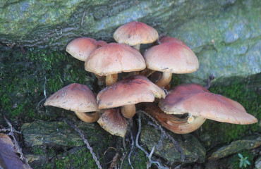 mushrooms in front of the stone in autumn