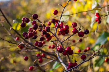 Red Rowan Berries On The Tree