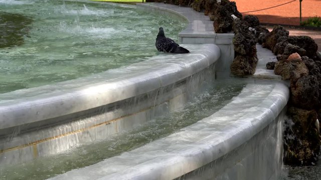 Pigeon bathes in the fountain on a summer sunny day