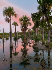 Obraz premium Sonnenuntergang an der Ara Lagune mit im See stehenden Palmen, Papageien und Reihern im Hintergrund