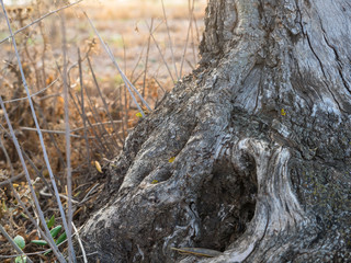 Gnarled tangle of roots at base of forest tree in a sunset. Old wood texture. 