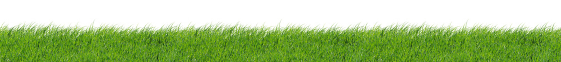 Green Grass 