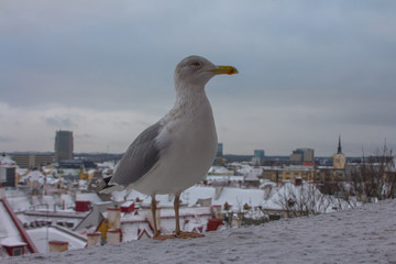 Seagull on parapet of observation deck during snowfall in Tallinn. Estonia