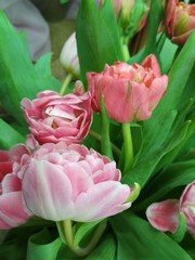 Fototapeta premium Beautiful delicate large bouquet of three pink large tulips. Design element.