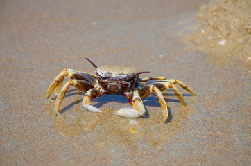 crab on the beach