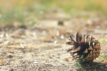 Brown cone of pine-tree is lying on the ground on the brown-green background in day sunlight