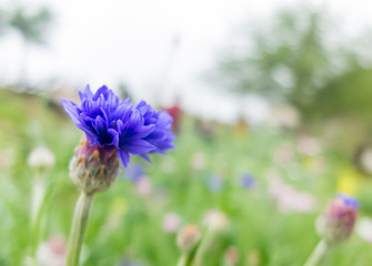 Blue flowers in green garden, beautiful flowers for background