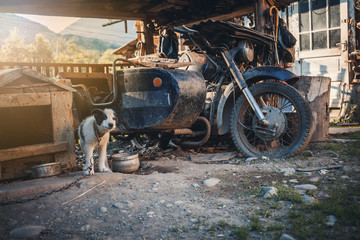 Fototapeta na wymiar Cute Dog and Old Broken Motorbike