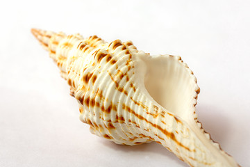 Shell of fusinus  on white background