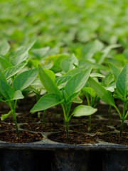 Green plant in garden and blur background, flash condition