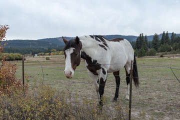 Painted horse looking for attention in open pasture