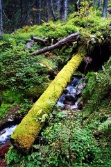 Zielona Dolina Jaworowa © Jakub