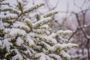 Fir trees in the snow in the forest