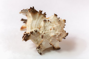 A murex mollusc sea shell  on white background