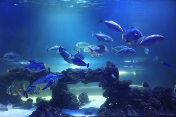 Fototapeta na wymiar Different tropical fishes and turtle swimming in clear aquarium water