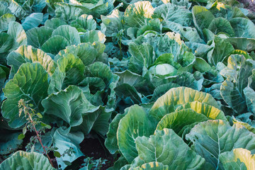 Green cabbage plantation