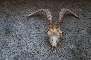 Skeleton of a goat on a cement wall.