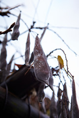 Brown bean pod, wilted tree 