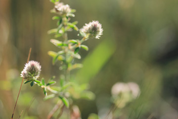 Fluffy flowers of Trifolium arvense on sunny day in the field