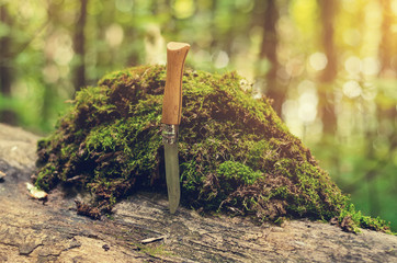 Folding knife with wooden handle is stuck in tree. Stack of green moss