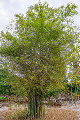 Fototapeta na wymiar green Big Bamboo tree at bamboo forests