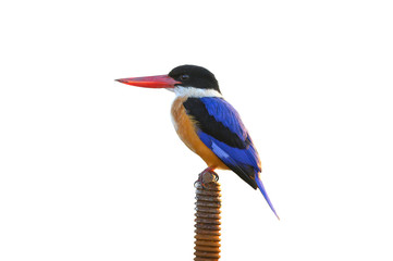 Black-capped Kingfisher isolated on white background