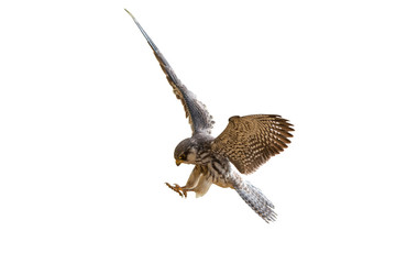 Female of amur falcon isolated on white background