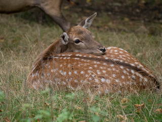 Biche allongée dans l'herbe