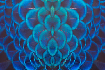 Closeup peacock feathers for beautiful background © chamnan phanthong