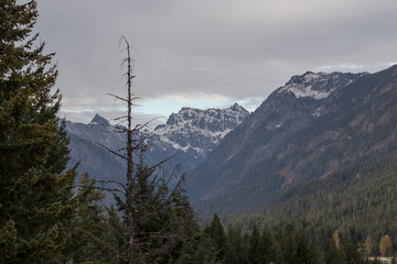 Scraggly tree in front of vast mountain scape with snow