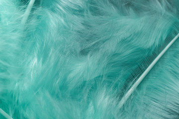 Close up Beautiful Aqua Menthe trends bird  feather pattern texture background. Macro photography view.