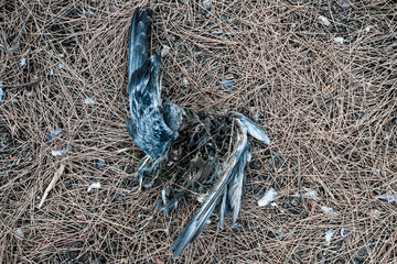 Obraz premium bird on grass. dead bird with feathers and bones on ground