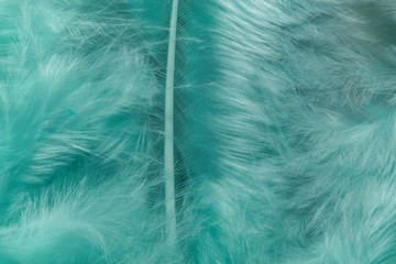 Close up Beautiful Aqua Menthe trends bird  feather pattern texture background. Macro photography view.