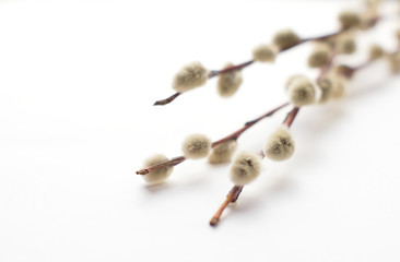 Willow branches with buds on a white background. Light easter background with natural material