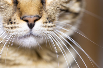Macro of closeup face of cute bengal cat
