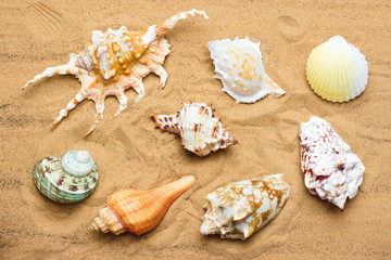 Several different seashells in the sand, top view. Background on resort theme, sea beach
