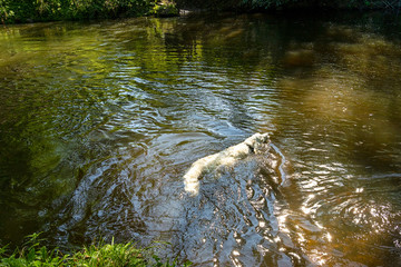 Happy Golden Retriever in water - love swimming. Happy dog goes upstream to his master. Seasonal outdoor activities with pet in the river.