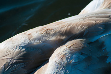 Fototapeta premium beautiful swan wing under bright light